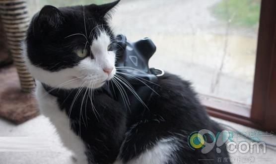 吸貓無國界 國外竟有人在眾籌VR吸貓